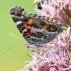 Vanessa virginiensis