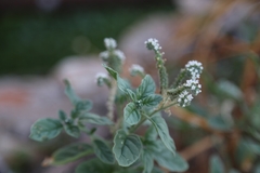 Heliotropium europaeum