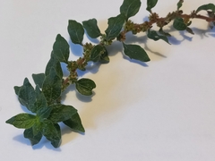 Parietaria judaica