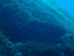Epinephelus marginatus