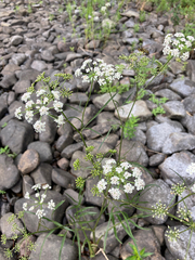 Oenantheae