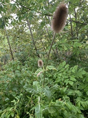 Dipsacus fullonum