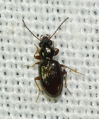 Bembidion