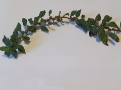 Parietaria judaica