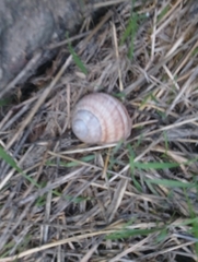 Helix pomatia