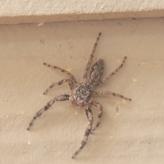 Platycryptus undatus