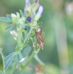Chrysoteuchia culmella