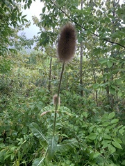 Dipsacus fullonum