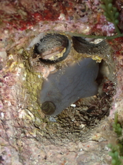 Phallusia fumigata