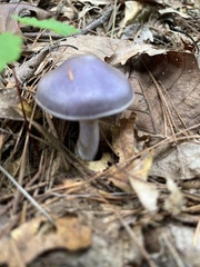 Cortinarius iodes