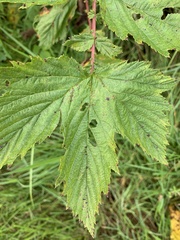 Rubus allegheniensis