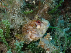 Parablennius gattorugine
