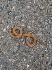 Storeria occipitomaculata