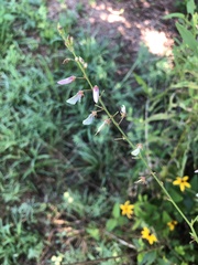 Desmodium canescens
