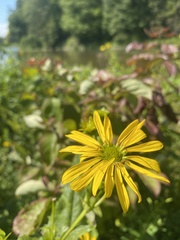 Silphium
