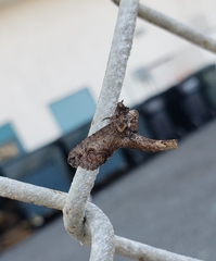 Paectes abrostoloides