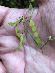 Desmodium canescens