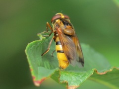 Volucella inanis