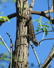 Sceloporus clarkii