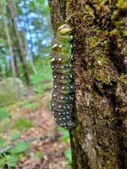 Eacles imperialis pini