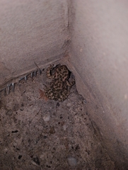 Bufotes viridis viridis