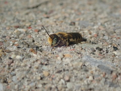Megachile rotundata