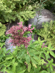 Eutrochium maculatum