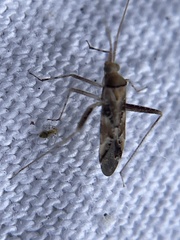 Phytocoris