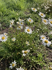 Leucanthemum vulgare
