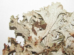 Lecanoromycetidae