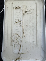 Potamogeton pusillus