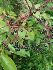 Sambucus canadensis