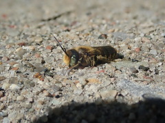 Megachile rotundata