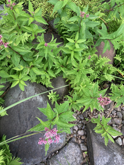 Eutrochium maculatum