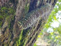 Eacles imperialis pini