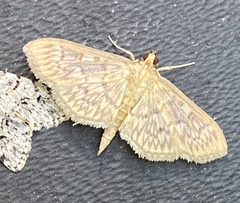 Herpetogramma pertextalis