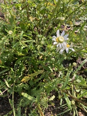 Leucanthemum vulgare