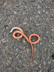 Storeria occipitomaculata