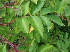 Sambucus canadensis