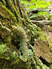 Eacles imperialis pini