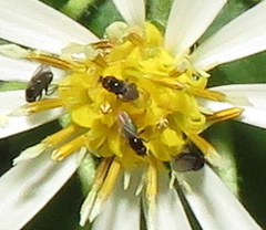 Milichiidae