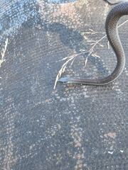 Thamnophis ordinoides