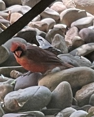 Cardinalis