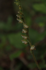 Goodyera oblongifolia