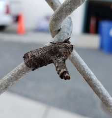 Paectes abrostoloides