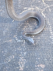 Thamnophis ordinoides
