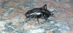 Gryllus