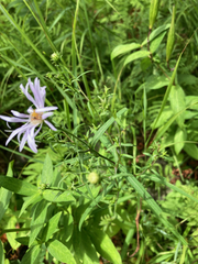Symphyotrichum novi-belgii