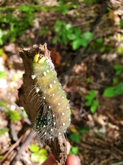 Eacles imperialis pini