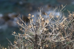 Medicago arborea